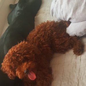 강아지분실실종 충청남도 천안시 동남구