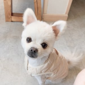 강아지분실실종 충청북도 음성군