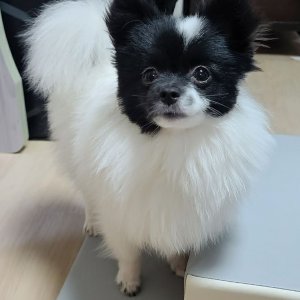 강아지분실실종 인천광역시 부평구