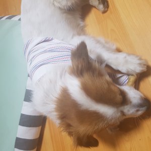 강아지분실실종 경기도 평택시