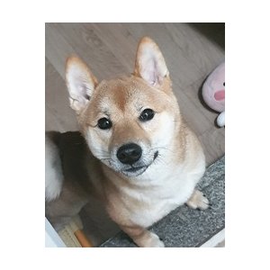 강아지분실실종 서울특별시 관악구