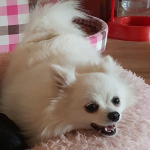 강아지분실실종 충청남도 부여군