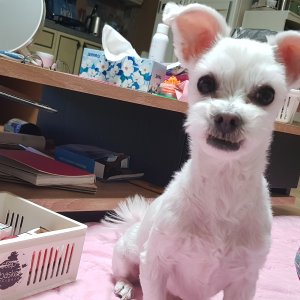 강아지분실실종 경기도 광명시