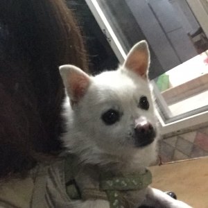 강아지분실실종 전라북도 남원시