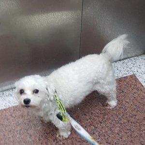 강아지분실실종 서울특별시 금천구