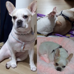 강아지분실실종 인천광역시 남동구
