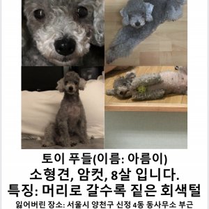 강아지분실실종 서울특별시 양천구