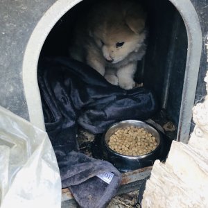 강아지분실실종 경상북도 칠곡군