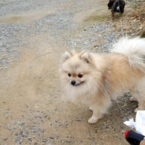 강아지분실실종 서울특별시 관악구