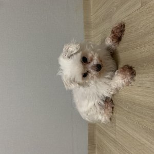 강아지분실실종 경상남도 밀양시