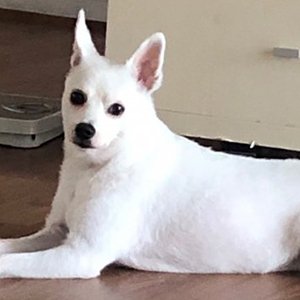강아지분실실종 전라남도 무안군