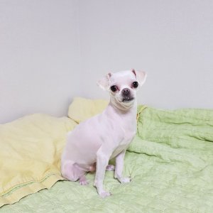 강아지분실실종 인천광역시 부평구