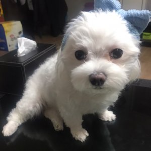 강아지분실실종 광주광역시 광산구