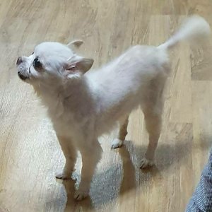 강아지분실실종 인천광역시 남동구
