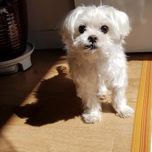 강아지분실실종 경기도 부천시 원미구
