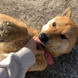 강아지분실실종 경상북도 문경시