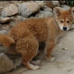 강아지분실실종 충청남도 논산시
