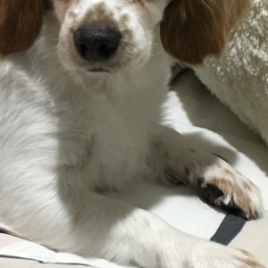강아지분실실종 부산광역시 동래구