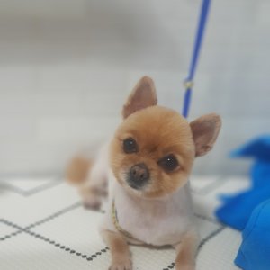 강아지분실실종 전라남도 구례군