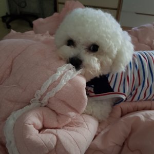 강아지분실실종 경상북도 성주군