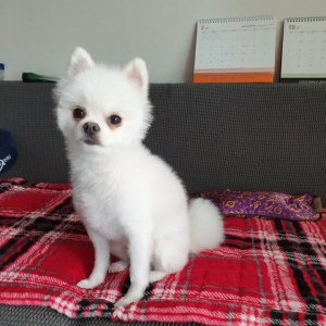 강아지분실실종 강원도 원주시