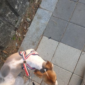강아지분실실종 충청남도 천안시 서북구