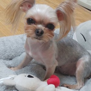강아지분실실종 대전광역시 서구
