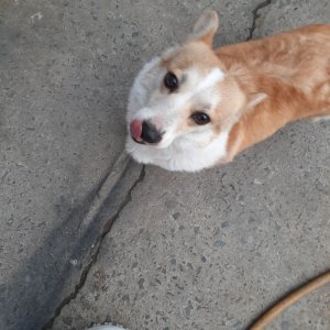 강아지분실실종 충청남도 부여군