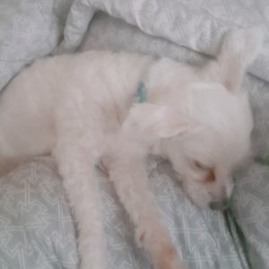 강아지분실실종 충청남도 논산시