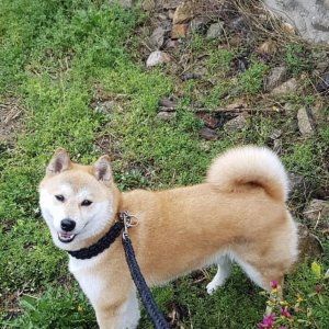 강아지분실실종 전라남도 화순군