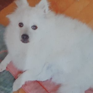 강아지분실실종 경기도 고양시 일산동구