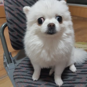 강아지분실실종 대구광역시 북구