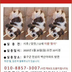 강아지분실실종 울산광역시 울주군