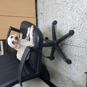 강아지분실실종 대전광역시 유성구