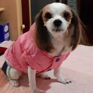 강아지분실실종 경상북도 김천시