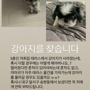 강아지분실실종 대구광역시 달서구