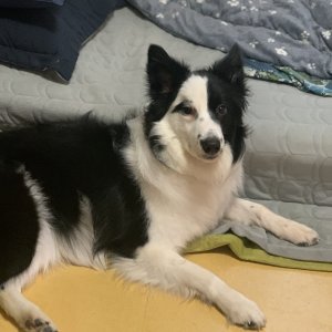 강아지분실실종 경기도 남양주시