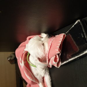 강아지분실실종 강원도 속초시
