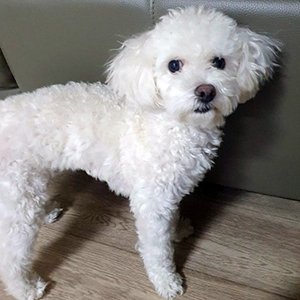 강아지분실실종 경상남도 거제시