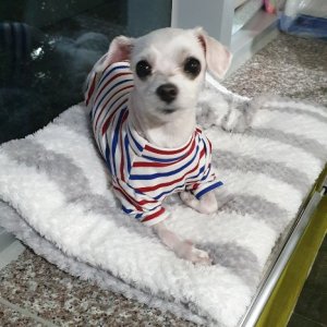 강아지분실실종 부산광역시 연제구
