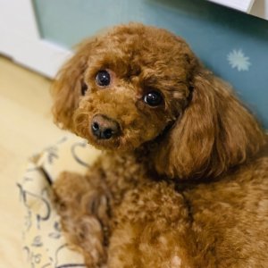 강아지분실실종 서울특별시 노원구