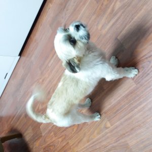 강아지분실실종 서울특별시 중랑구