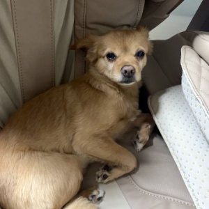 강아지분실실종 경기도 안산시 상록구