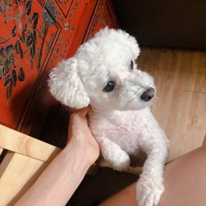 강아지분실실종 서울특별시 서초구