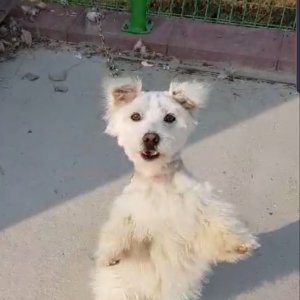 강아지분실실종 경기도 파주시