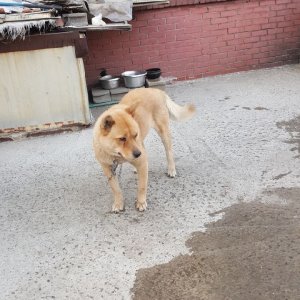 강아지분실실종 인천광역시 서구