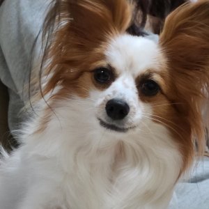 강아지분실실종 서울특별시 성북구
