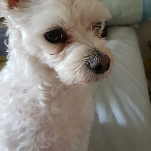 강아지분실실종 충청남도 공주시