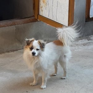 강아지분실실종 경상북도 영주시