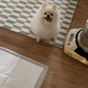 강아지분실실종 대전광역시 대덕구